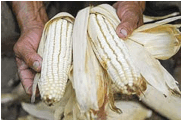 NAC2-2-1-MAZORCAS-MAIZ-2012-38961HR
