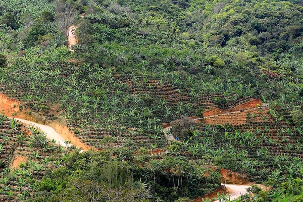 En San Marcos de Tarrazú, la Fiscalía investiga varios casos en los que cafetaleros se abren espacio en zonas boscosas. El cambio climático las ha tornado fecundas para ese producto.. Foto ilustrativa: Rafael Pacheco.