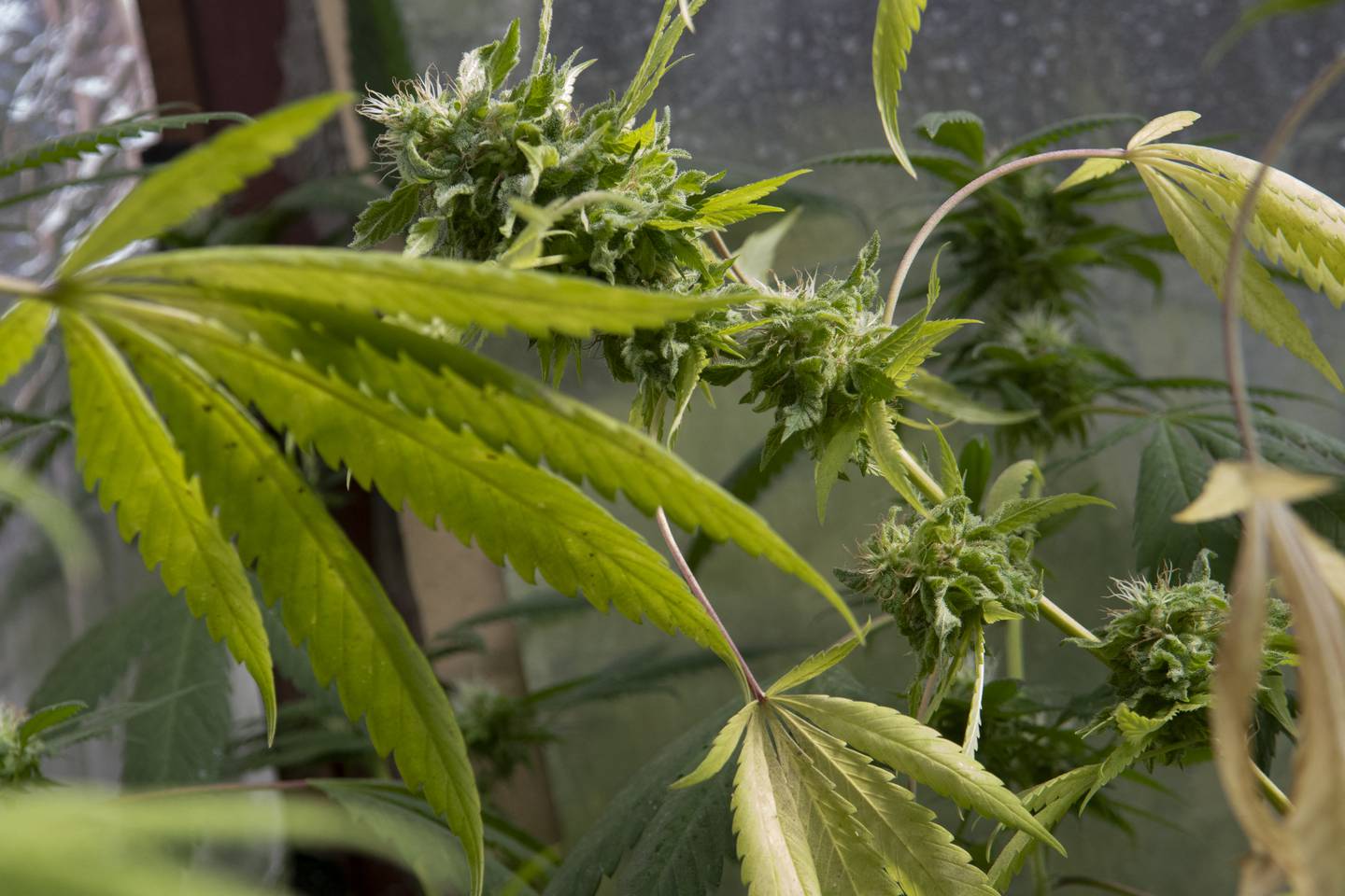 Planta con hojas verdes

Descripción generada automáticamente