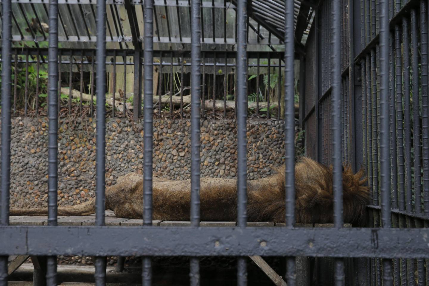 La cara de una jaula
Descripción generada automáticamente con confianza baja